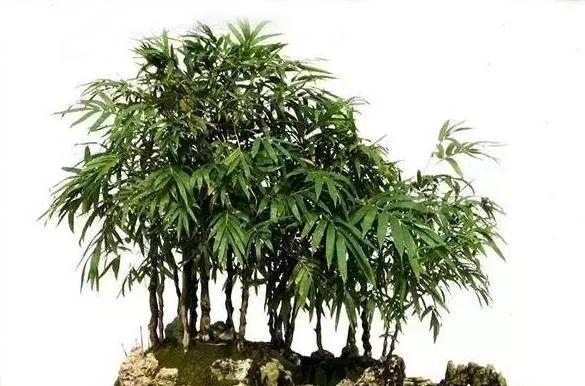 杜大夫整形，塑造美丽的艺术之旅