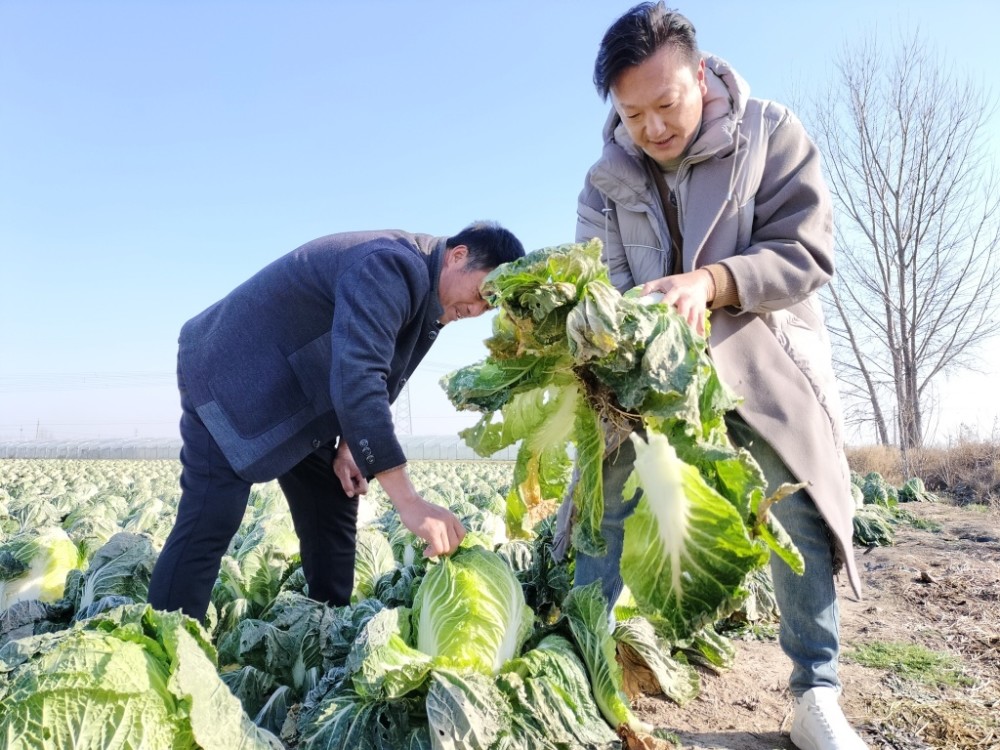 卖菜网红杨丹丹儿，从田间到网络的励志故事