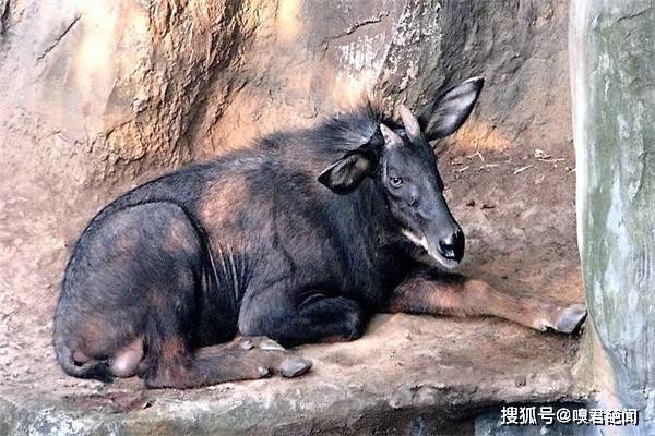 正版四不像特肖图2019年,133期